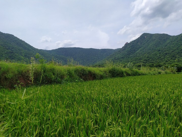 paddy fields