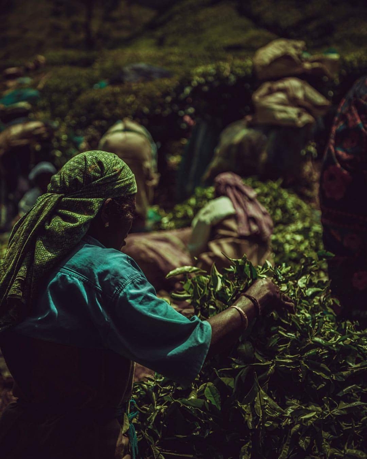 tea plant