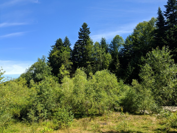 Carpathian forest