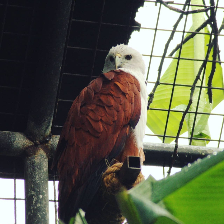 eagle on the rope