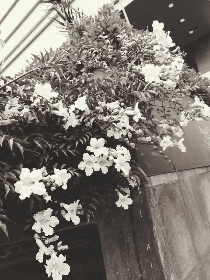 flower