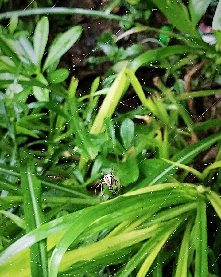 spidy