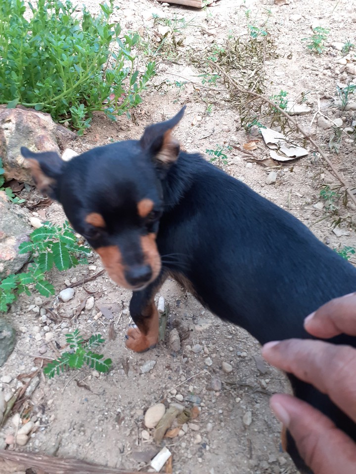 Lindo