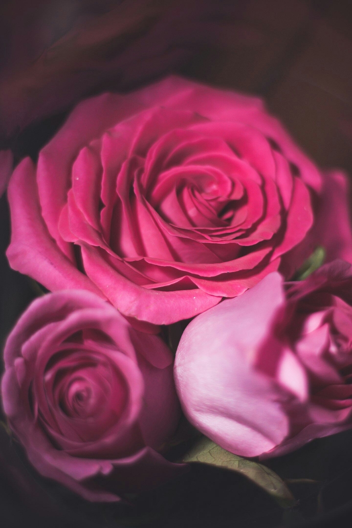 roses