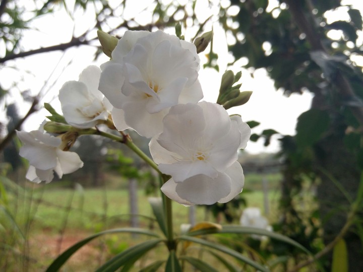 white flower