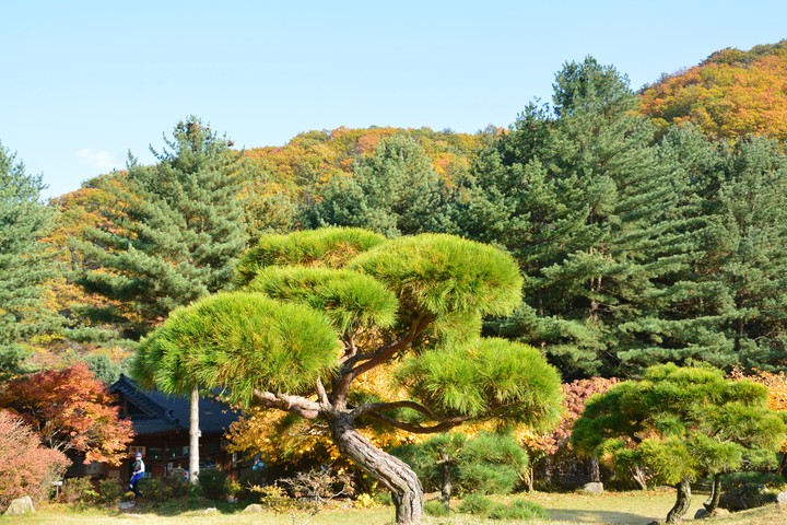 수목원이미지