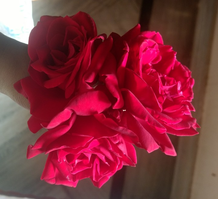 Red Roses