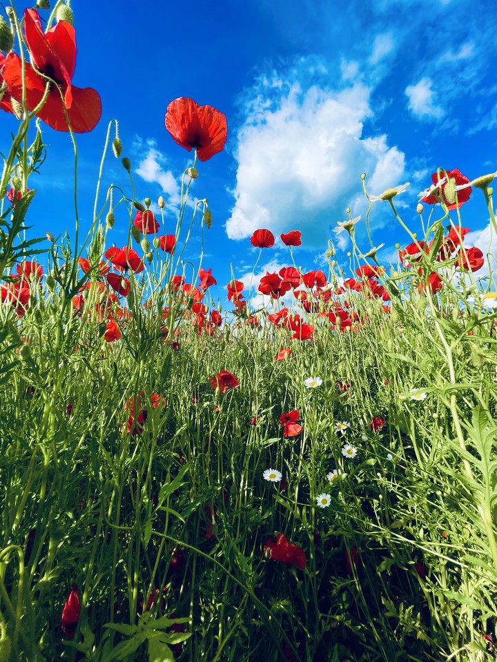 Poppies