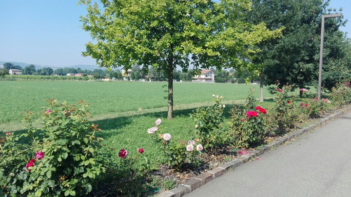 giardino di rose