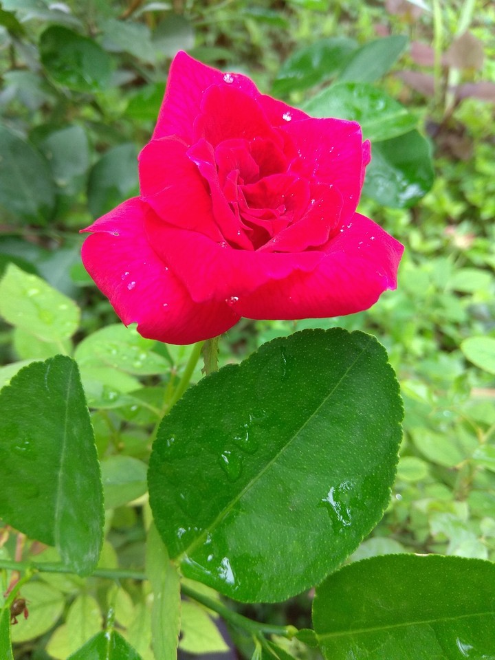 rose 