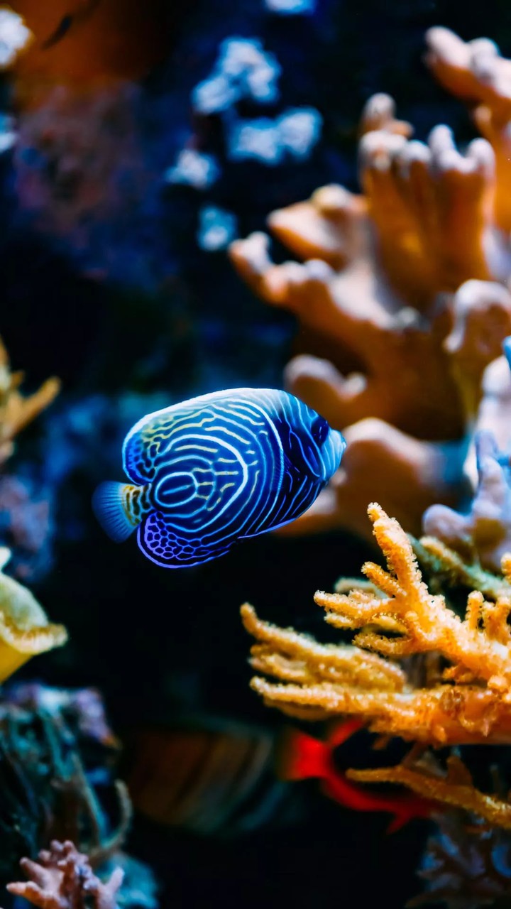 blue Little Nemo