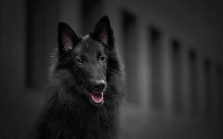 ANIMAL