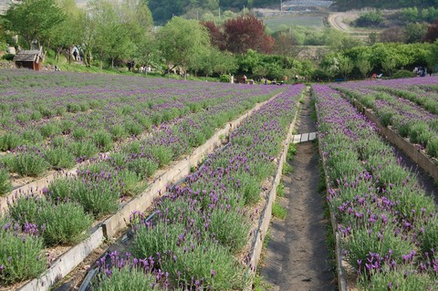 lavender
