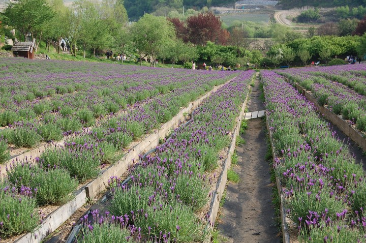 lavender