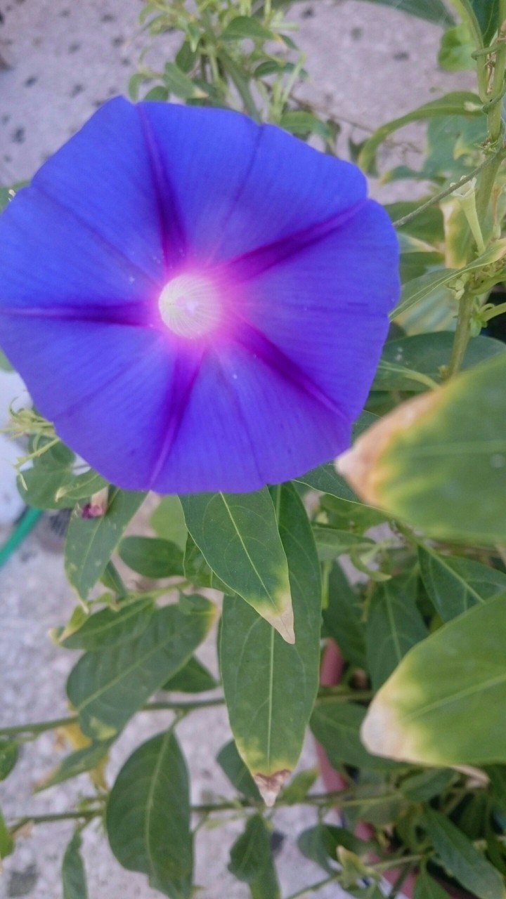 My flower