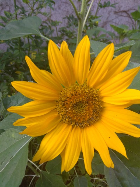 sonnenblume