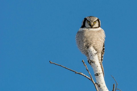 owl