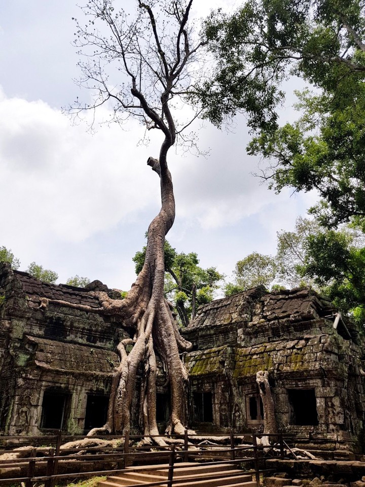 Tetrameles nudiflora tree at Ta Prohm