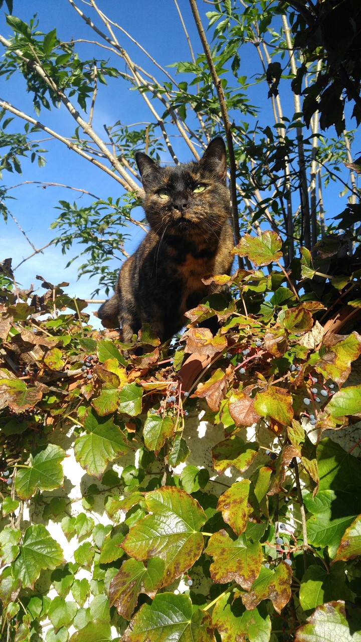 Circe