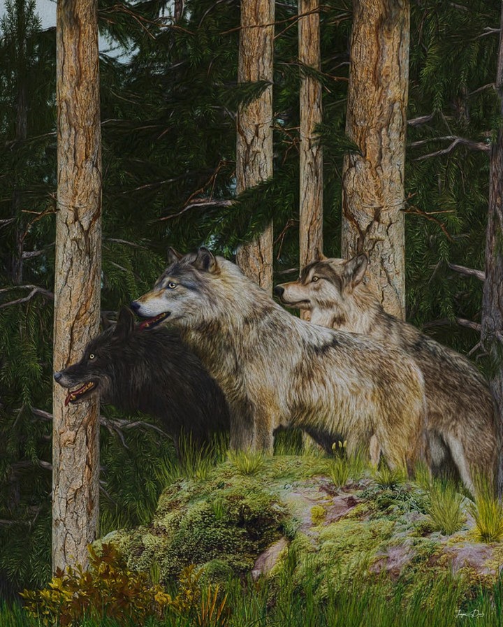 Wolf