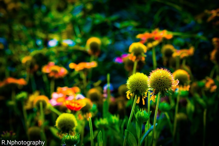 A butiful greenery photo