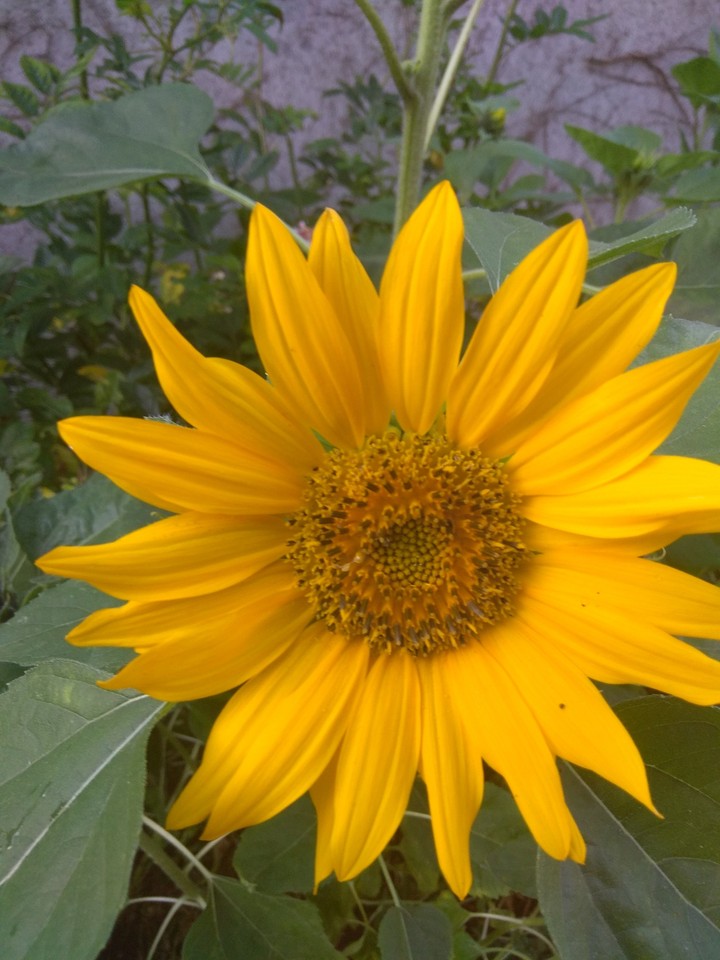 sonnenblume