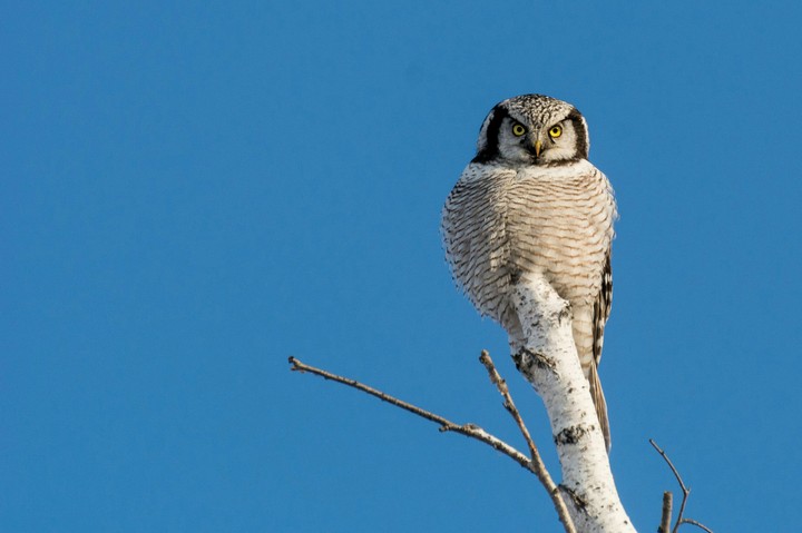 owl