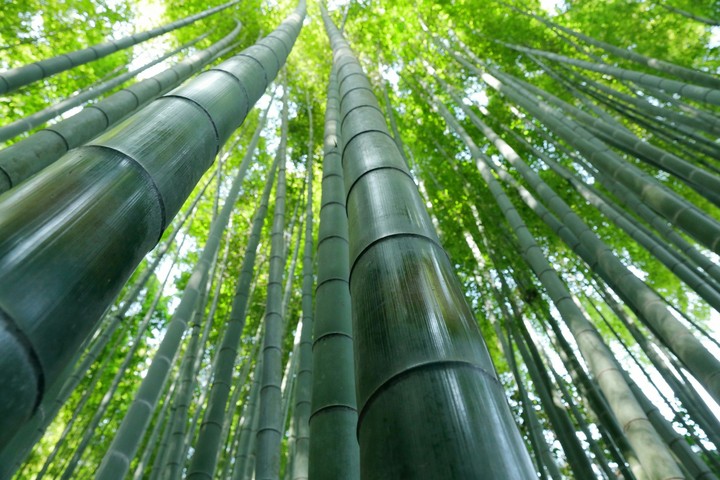 Bamboo