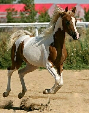 arabian horse