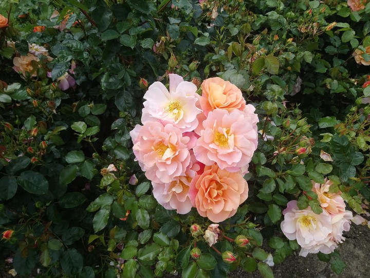 Pink Roses