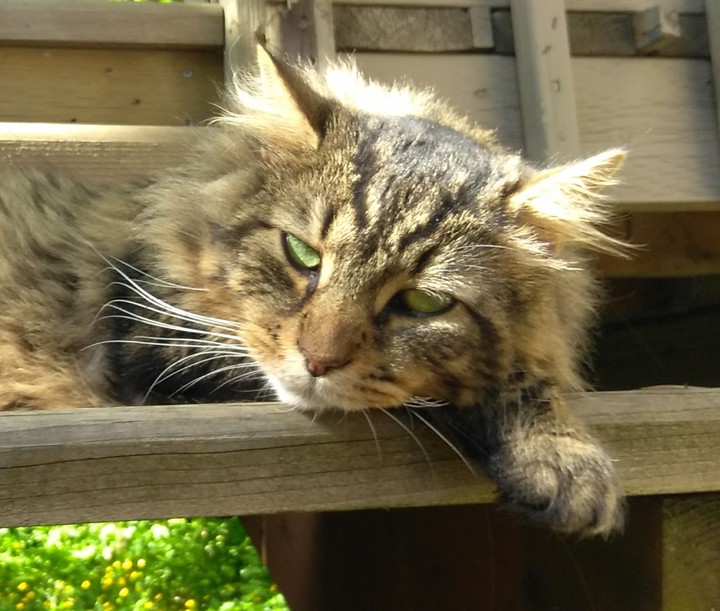 Cat taking it easy in the summer sun