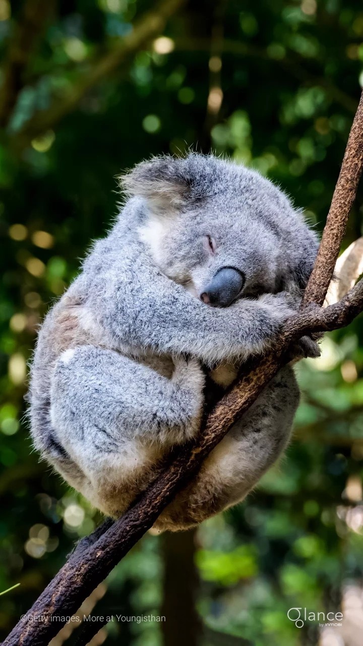 koala