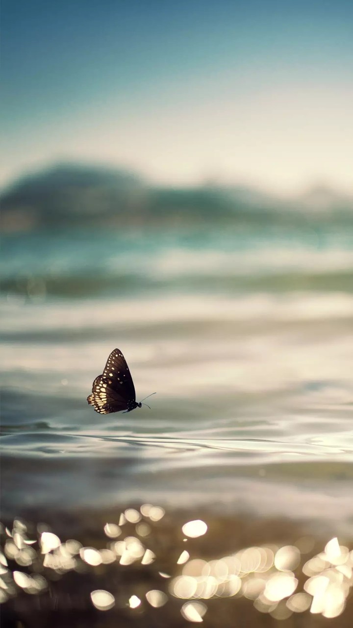 The butterfly