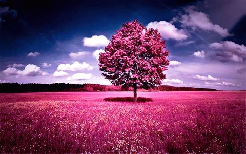 alone tree