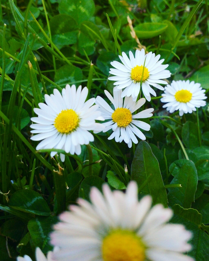 The green lawn blooms and the spring begins.