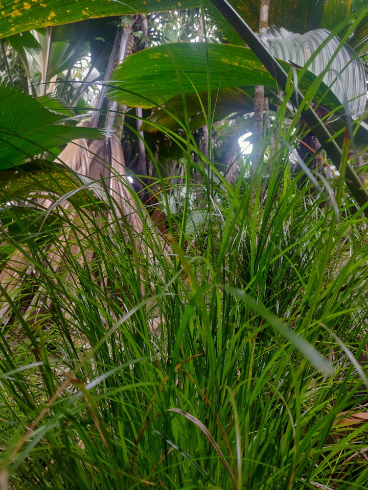 seems like grass is smiling at me