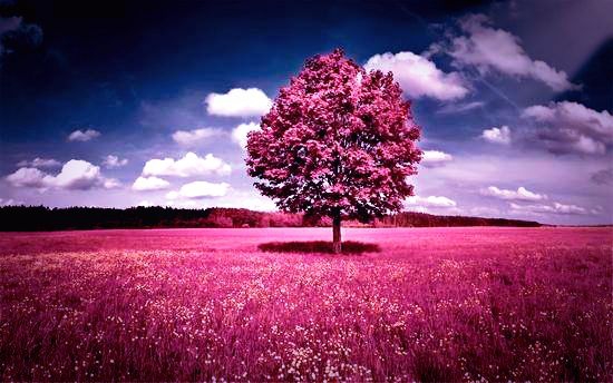 alone tree