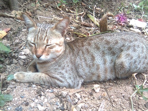 MyKitty smokki
