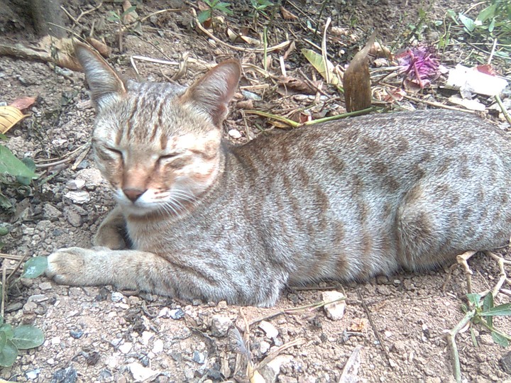 MyKitty smokki