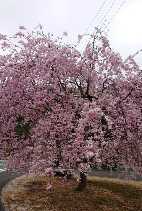 枝垂れ桜