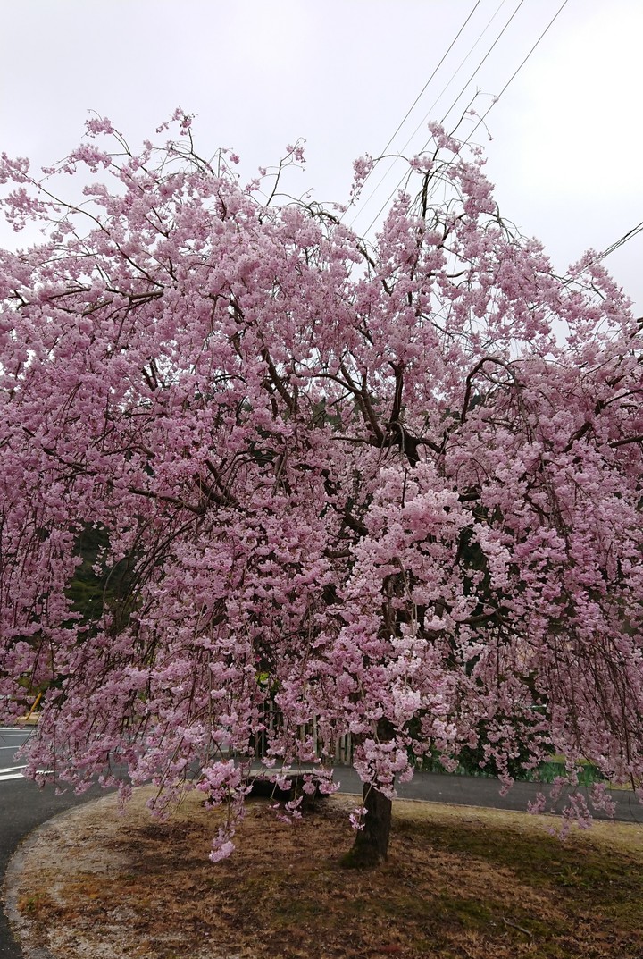 枝垂れ桜