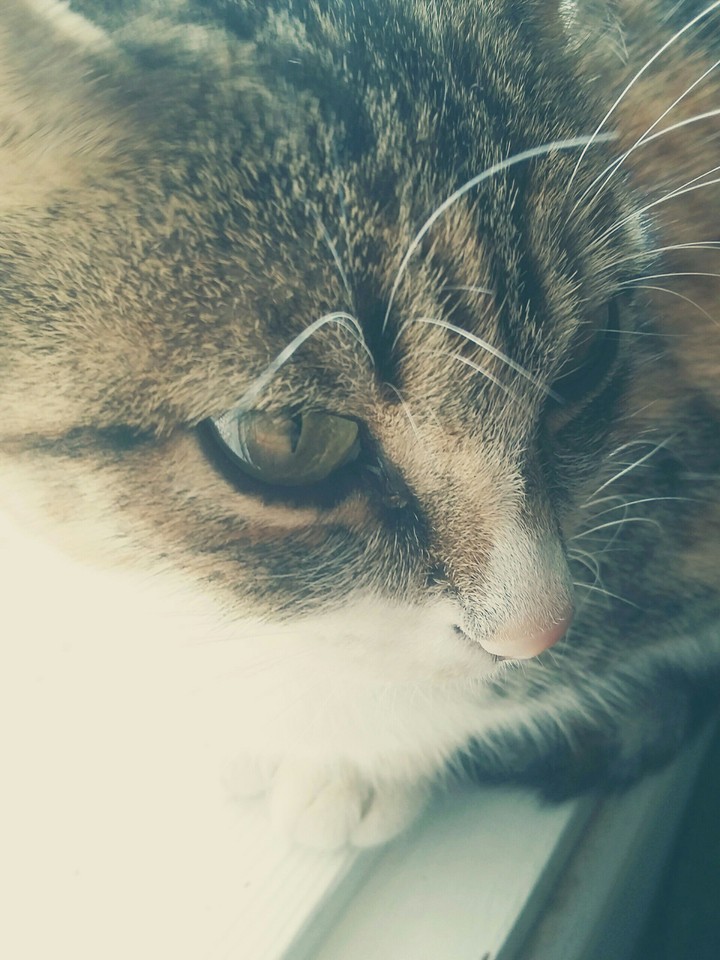 caty