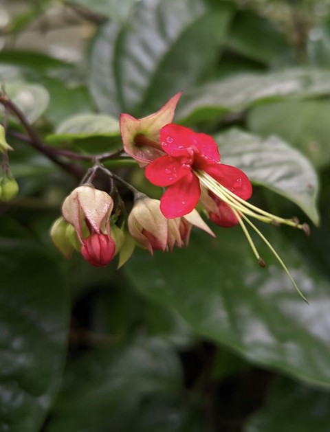тапети pedicel, petal