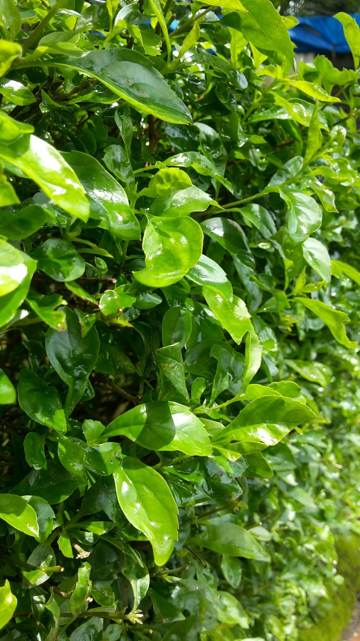leaf