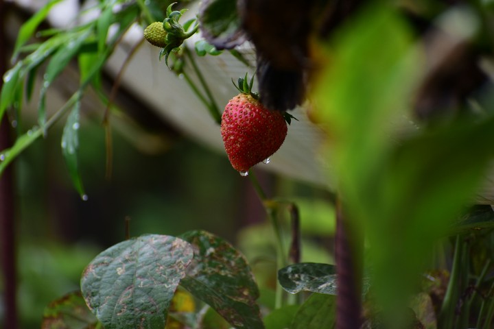 Strawberry