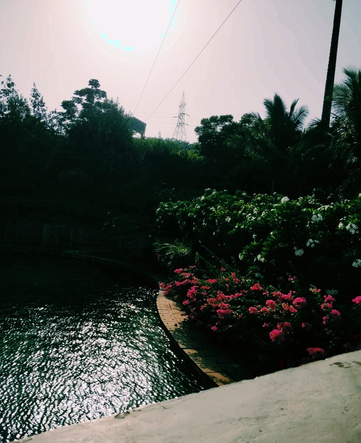 Flower bushes