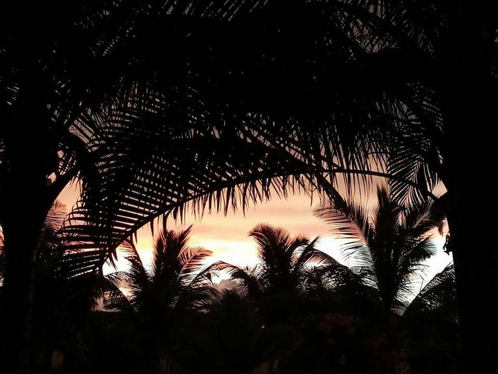 trees