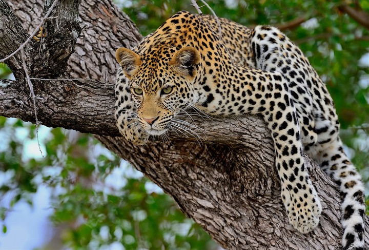 Wild Beauty