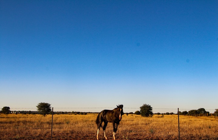 Black Horse