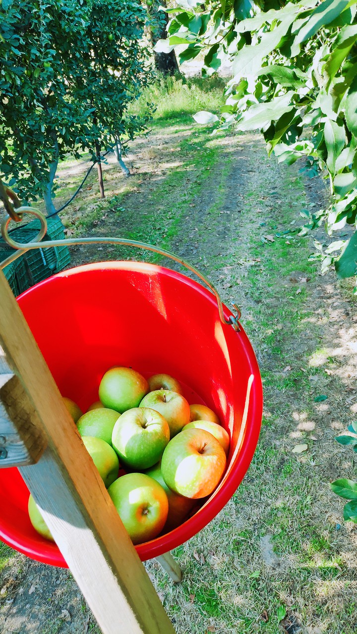 apples